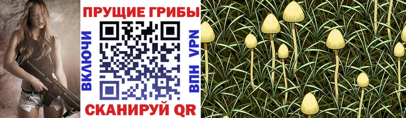Псилоцибиновые грибы Cubensis  Купить где  Гуково 